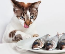Можно ли кошек кормить рыбой