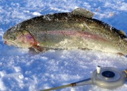 Рыбалка на зимнюю форель