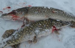 Ловля щуки зимой - несколько полезных советов