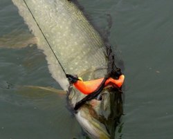 Эффективная рыбалка весной на щуку