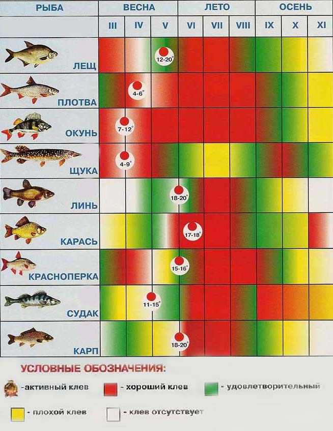 Клев щуки на сегодня: прогноз, места ловли и снасти