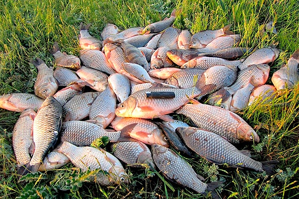 Какие рыбы водятся в реке Обь?