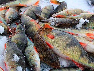 Рыбалка на реке Медведица в Тверской области 
