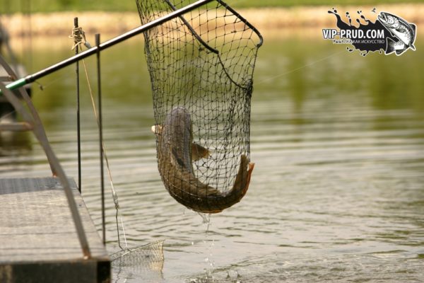 Рыболовный клуб Золотой сазан - официальный сайт
