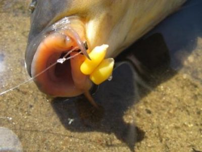 Оснастка для ловли сазана на течении с берега: секреты и рекомендации