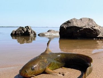 рыбалка в благовещенске