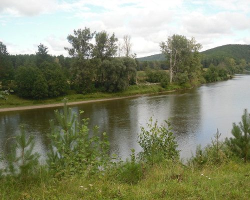 Какая рыба обитает в реке Ай в Челябинской области?