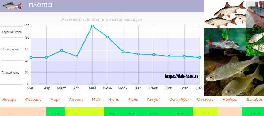 Прогноз клева рыбы в озерах. Активность плотвы по месяцам. Активность плотвы график. Прогноз клева плотвы. Активность клева пеламиды.