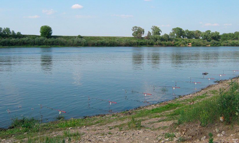 Что ловится на реке Ока: информация для рыбаков
